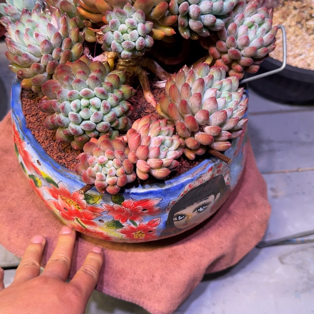 明珠多肉植物一物一拍