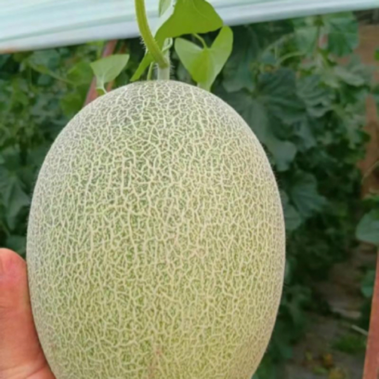 沙地蜜瓜清甜多汁