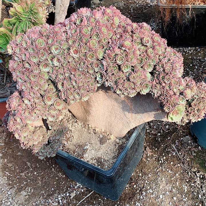 万朵朵脱土发货啊