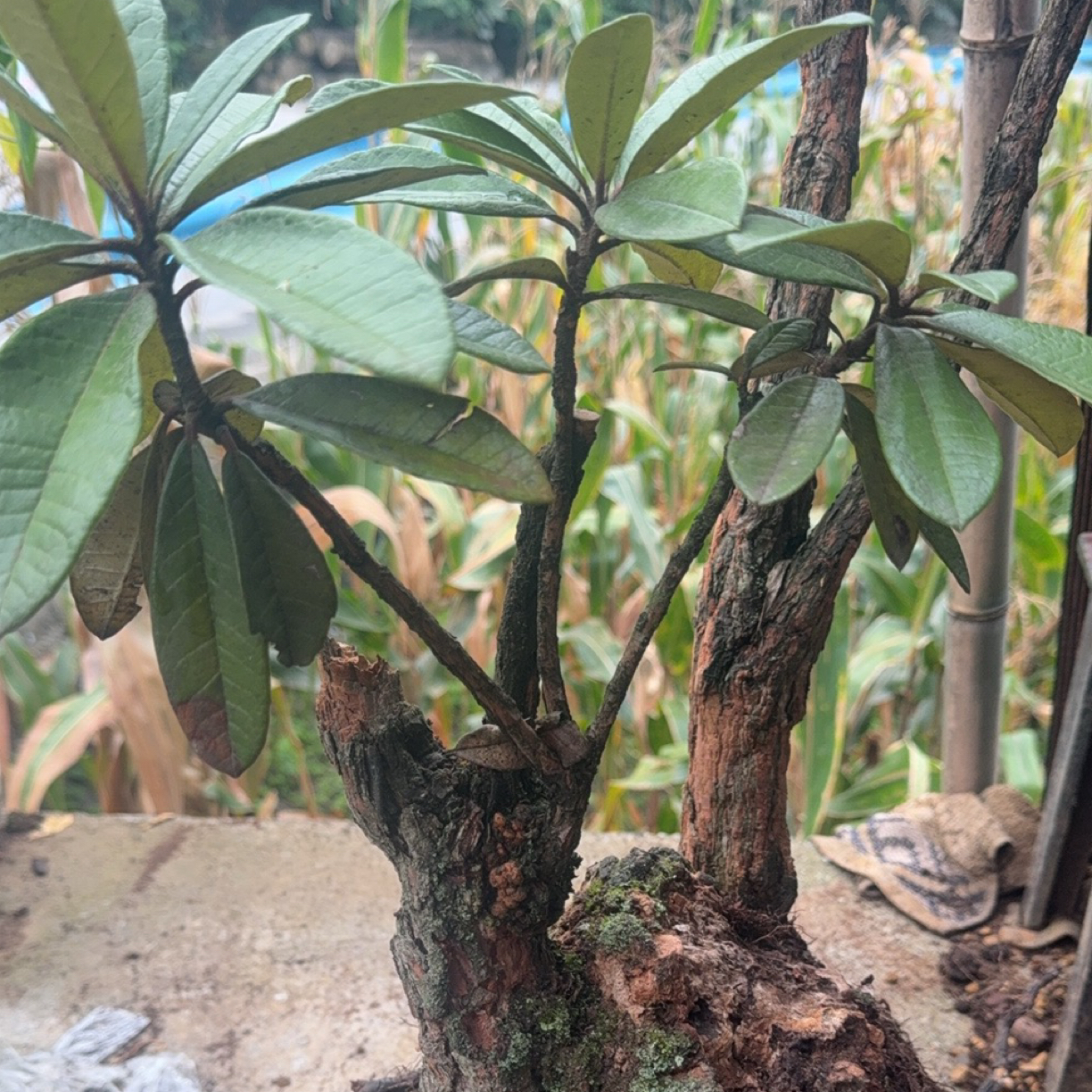 杜鹃科，马樱花，开红花。