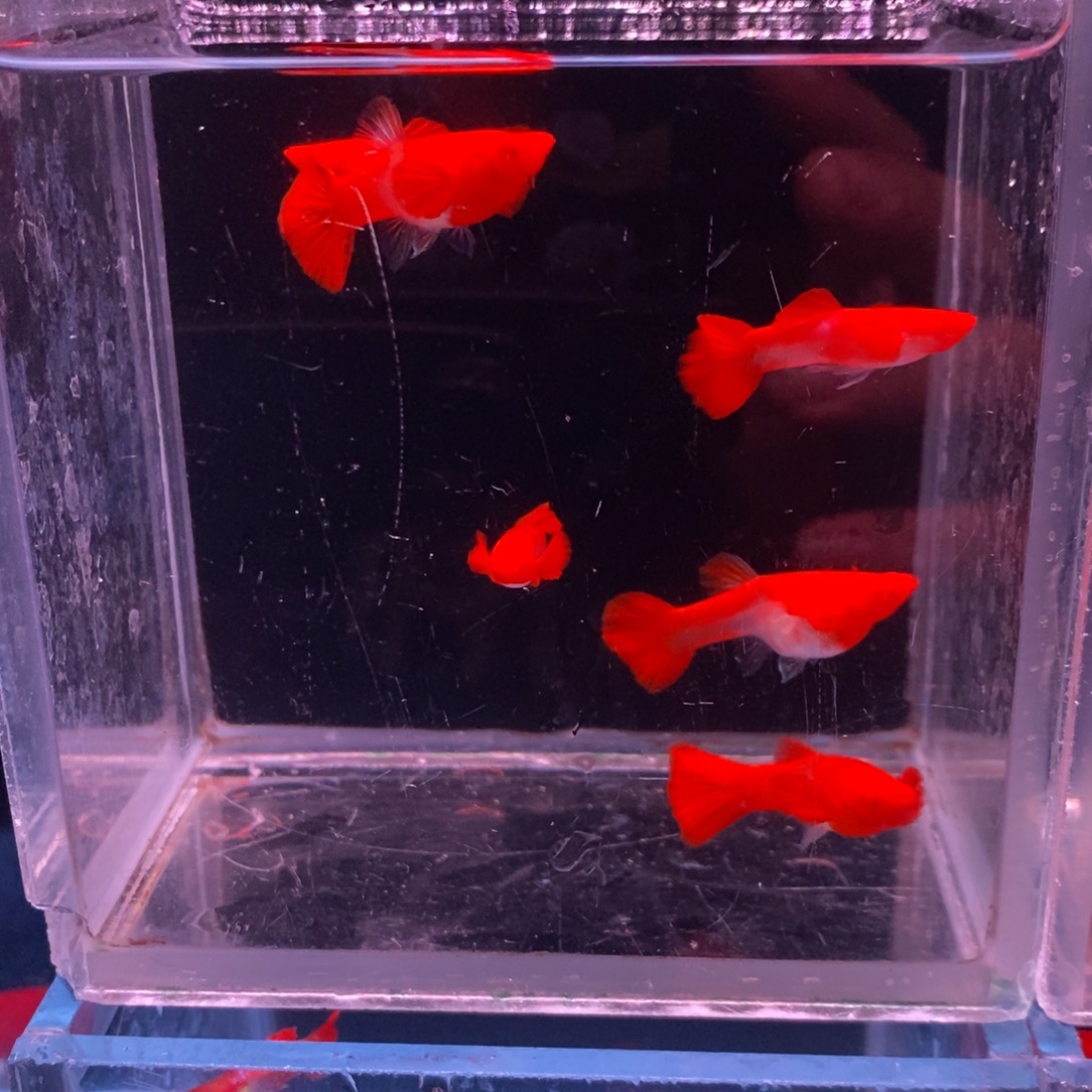 孔雀鱼鸿运当头分水三对鱼