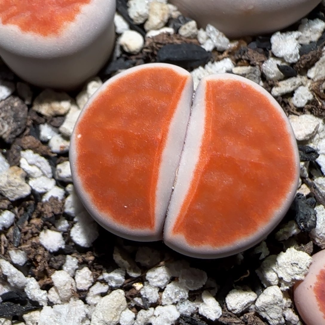 1.18，朱唇上播福利，9009