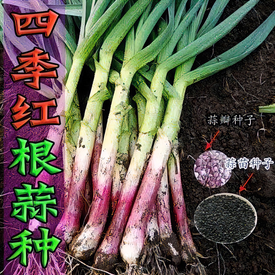 红头香蒜种子一年四季硬叶蒜苗种子红头蒜三茬连续可种植阳台盆栽