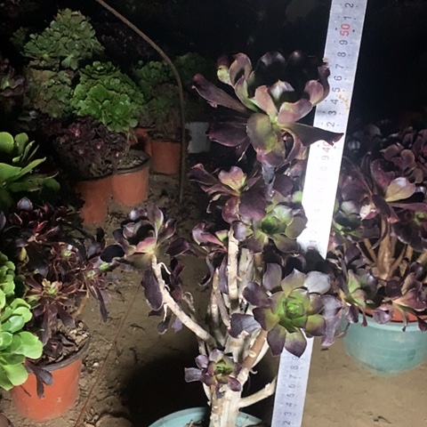 蠡***柳大巫毒多肉植物法师60