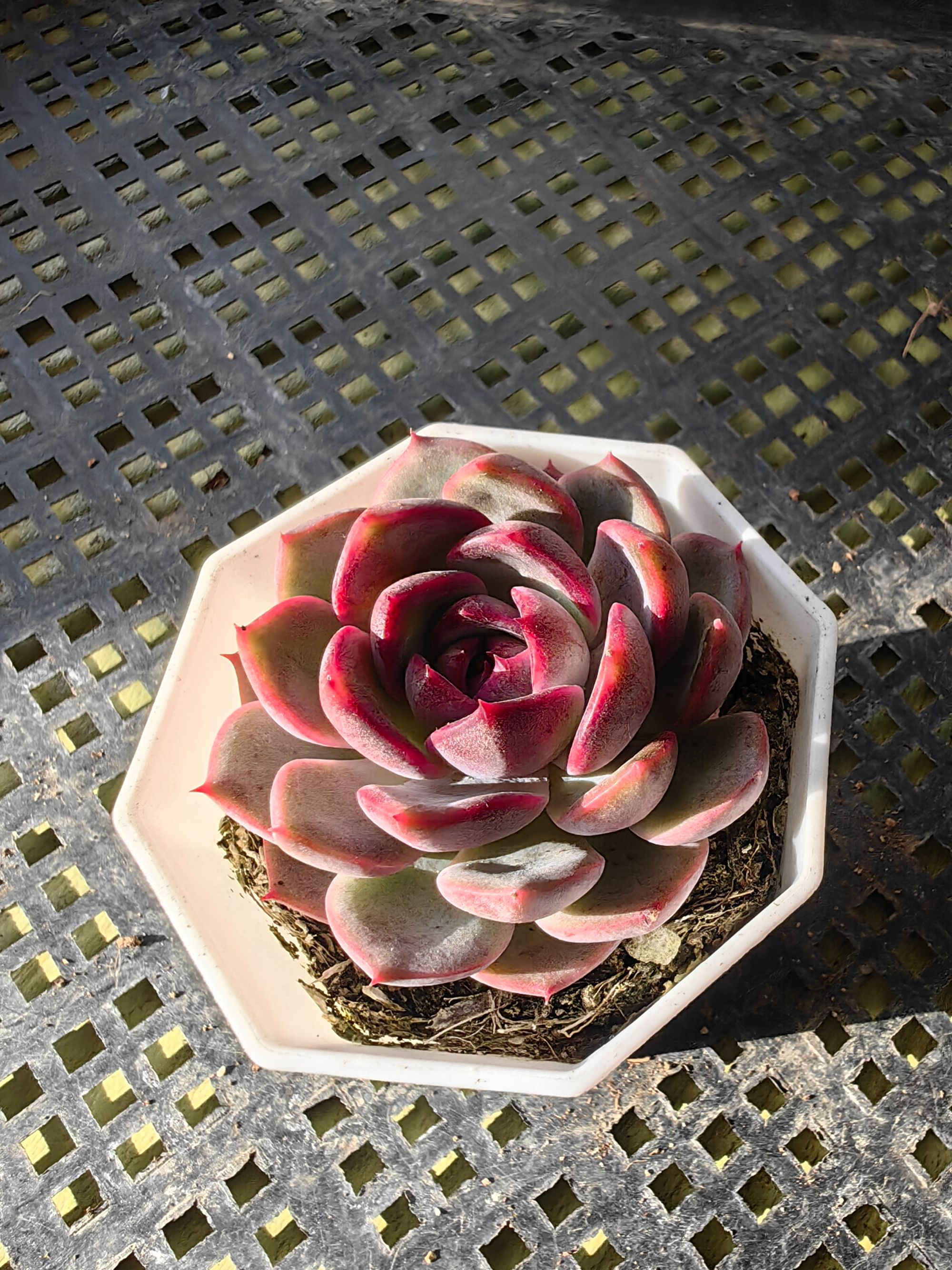 多肉蓝莓多肉植物带盆土实拍庭院好养精品绿植（直播间展示为准）