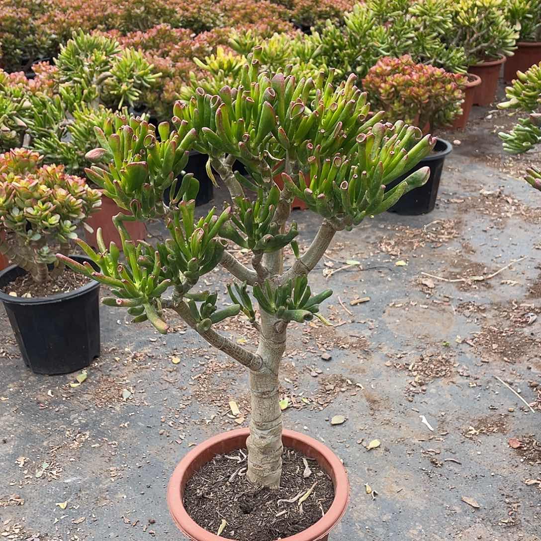 4年吸财树好看好养