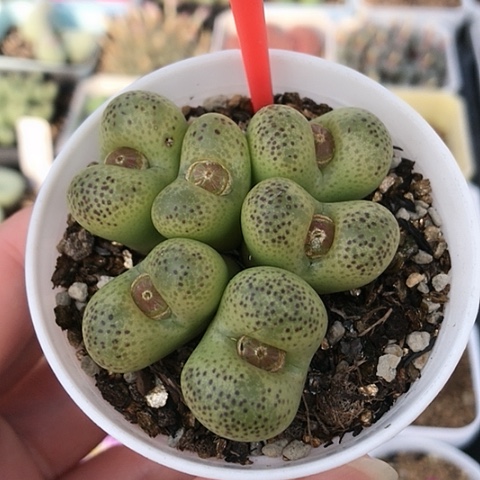 多肉肉锥 黄樱桃