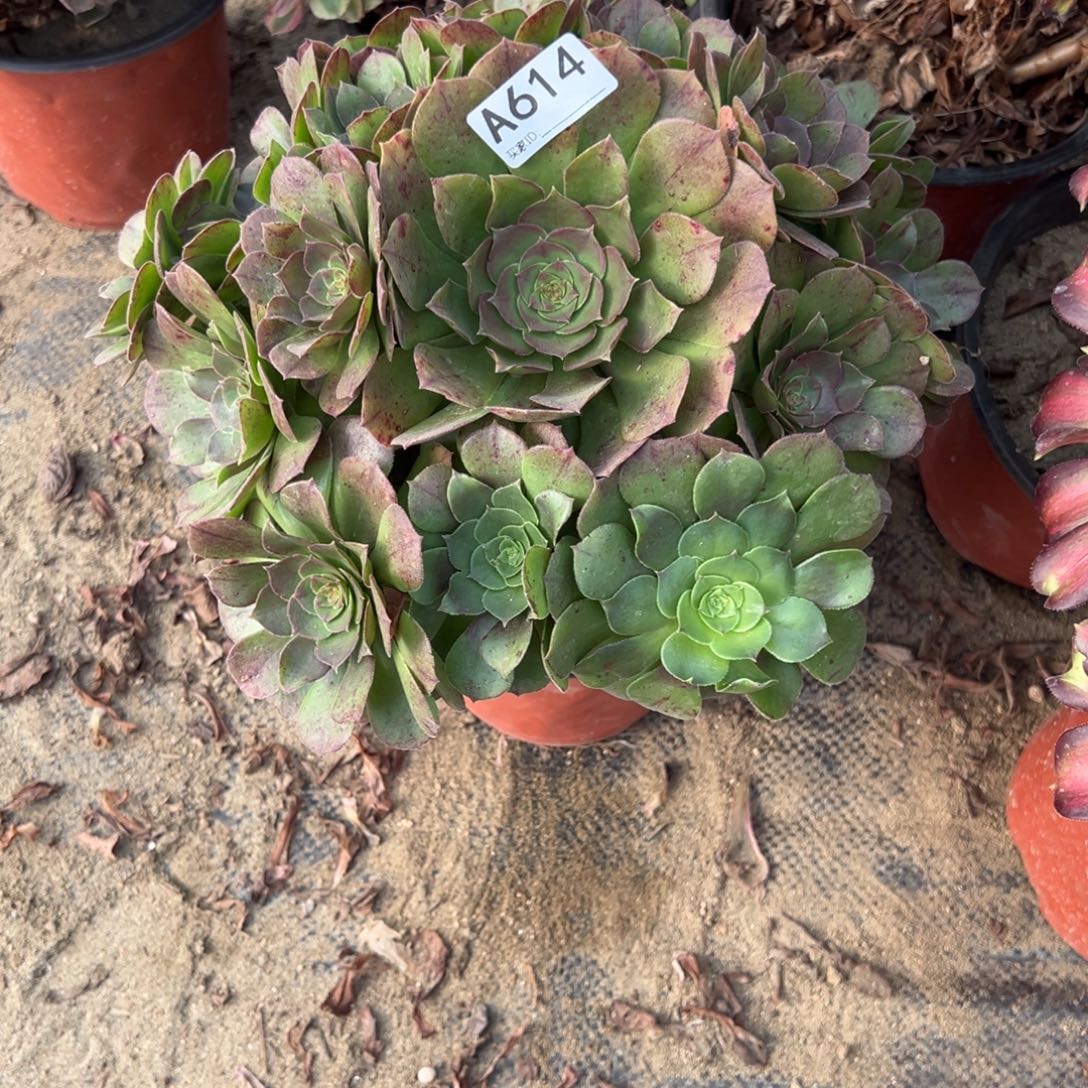 614万圣节法师多肉植物法师