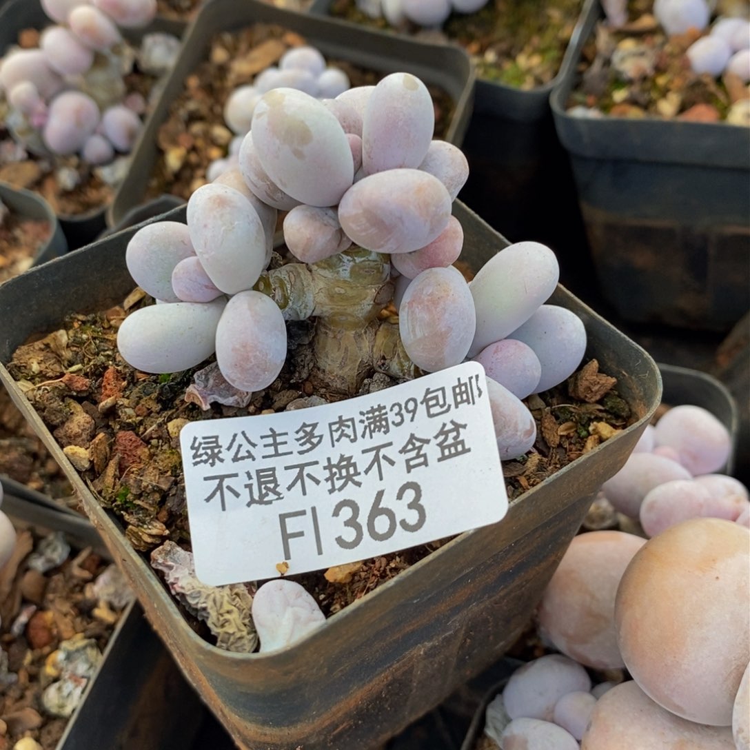 363橙奶多肉肉4cm