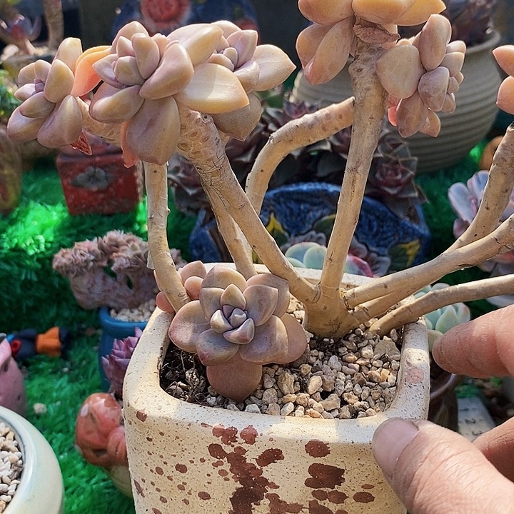 紫雾小老桩多肉整无砍
