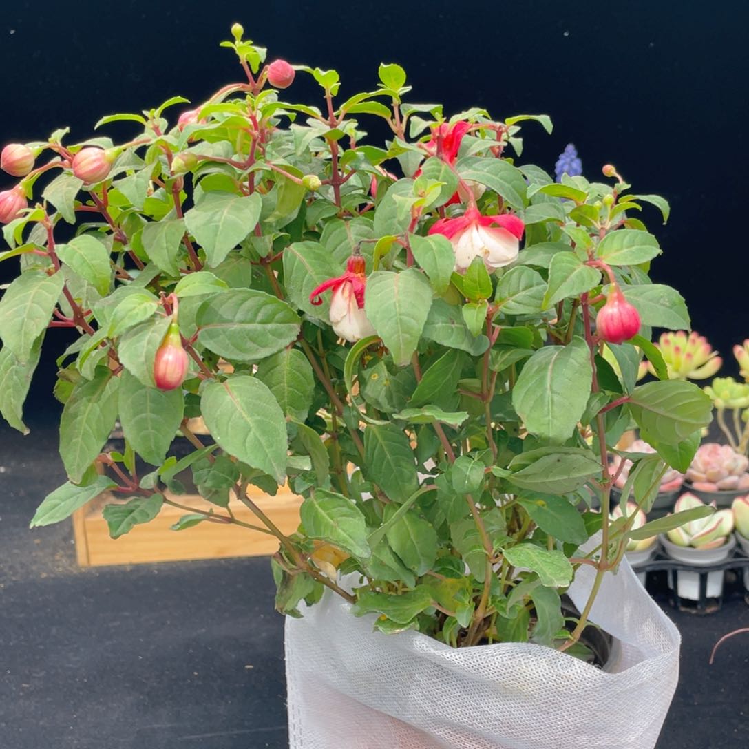 白粉倒挂金钟植物