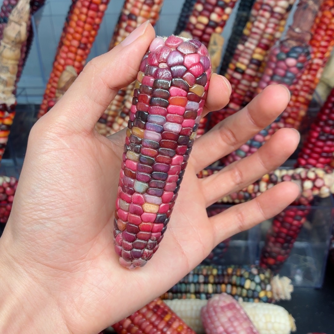 月****白玉菩提吊坠文玩精品文玩精品