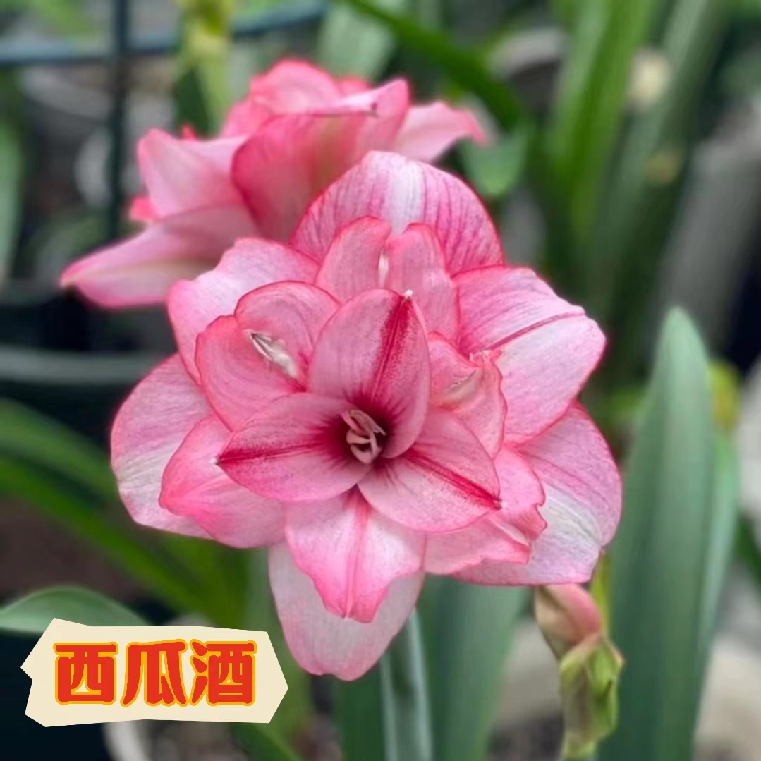 【西瓜酒】朱顶红澳朱重瓣基地自然种球浓香室内盆栽四季开花植物
