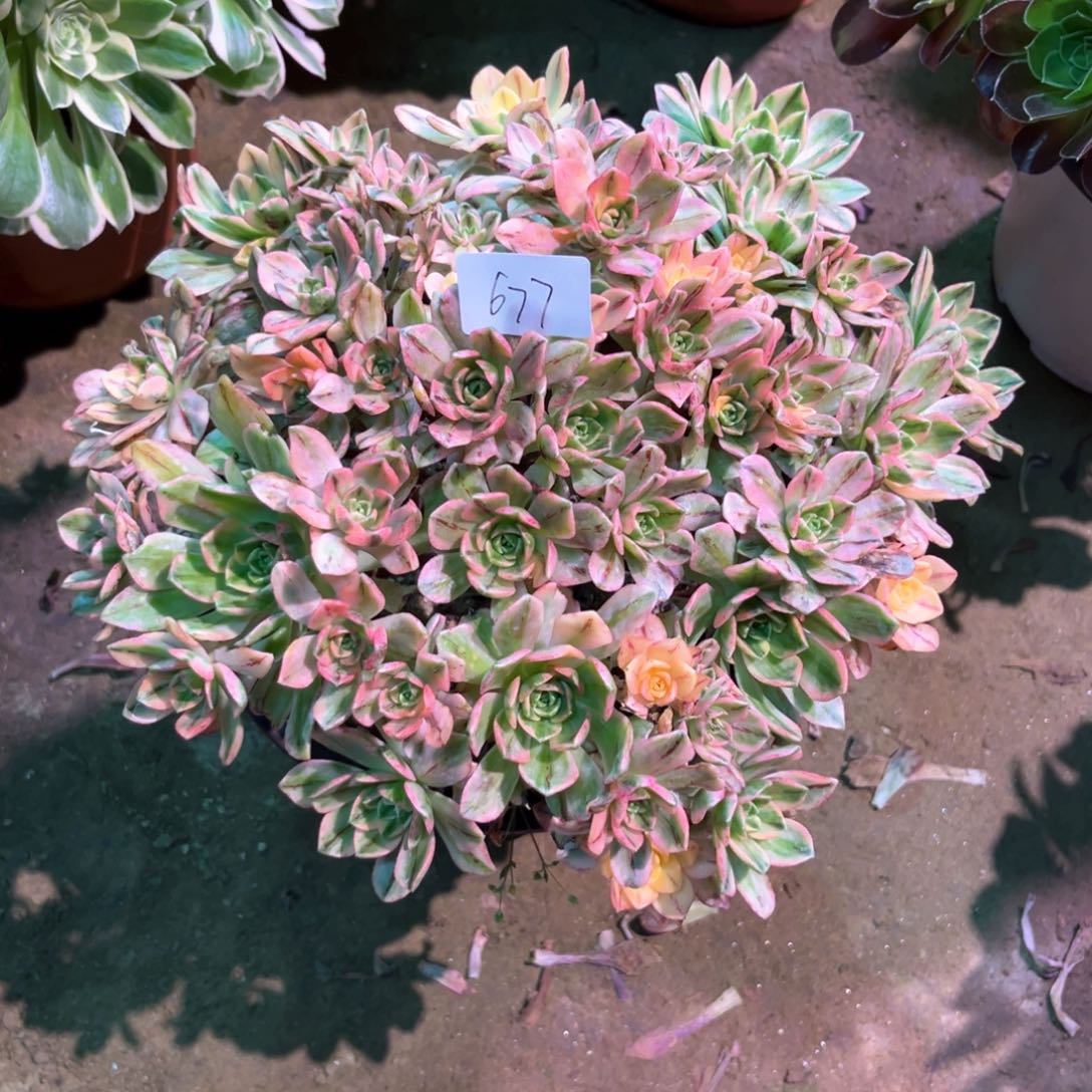多肉植物甜茶677