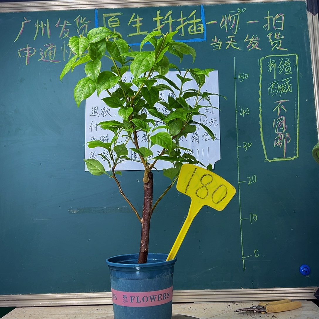 当前无花栽培后可以开花  苏瓦纳 180