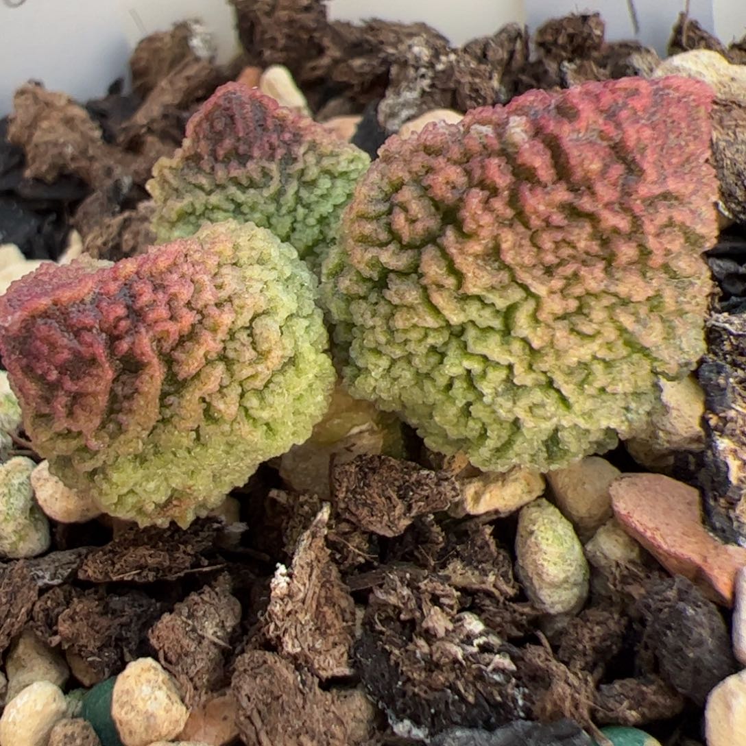 脑纹实生新品9318号多肉植物