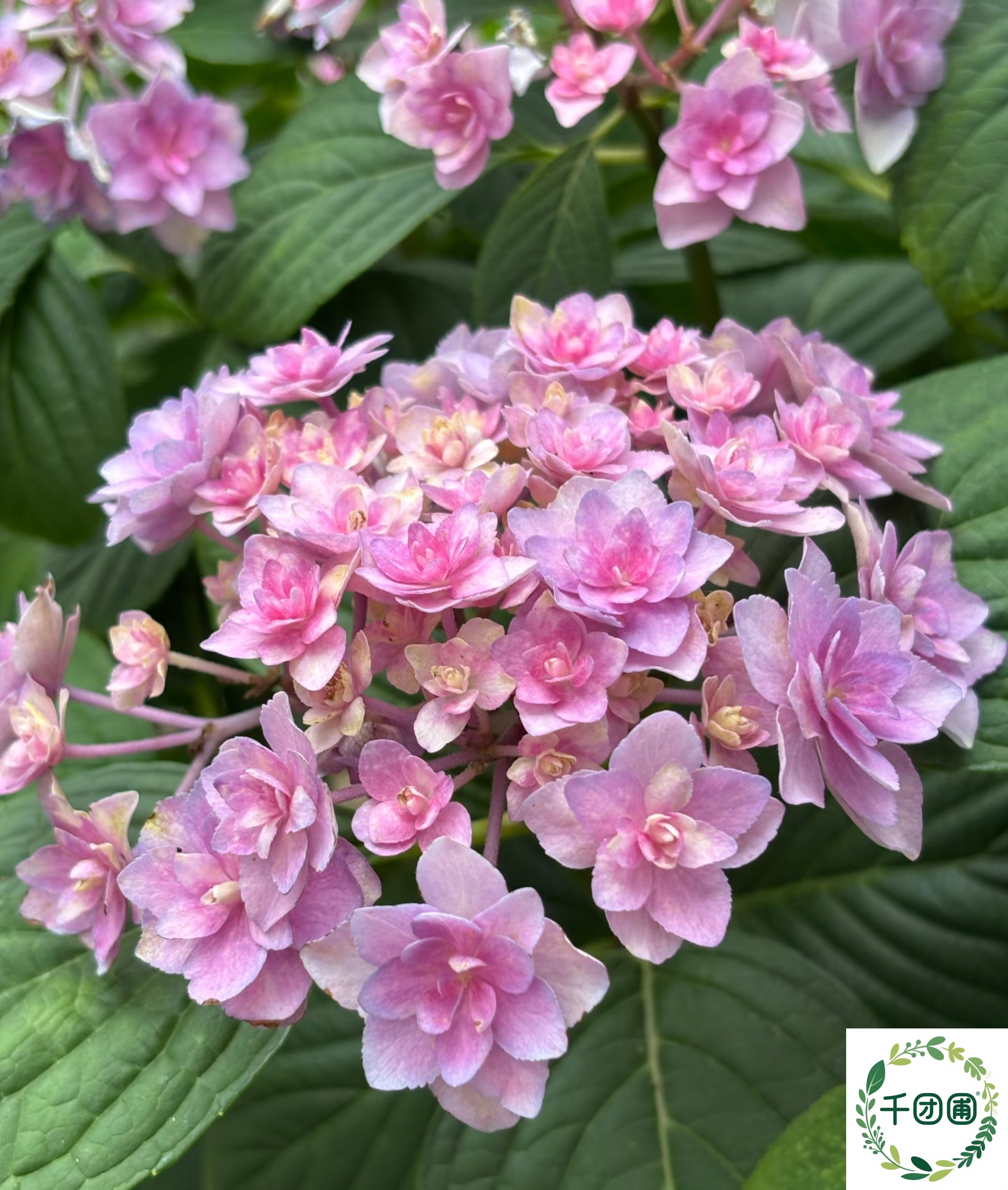 【复古腔调】一加仑绣球花苗阳台盆栽庭院花卉植物