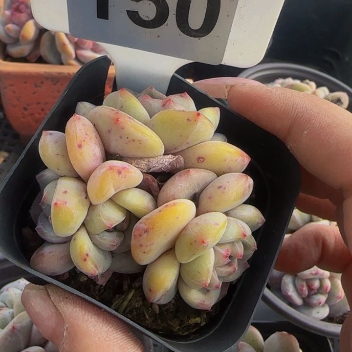 0***1150号一物一拍多肉