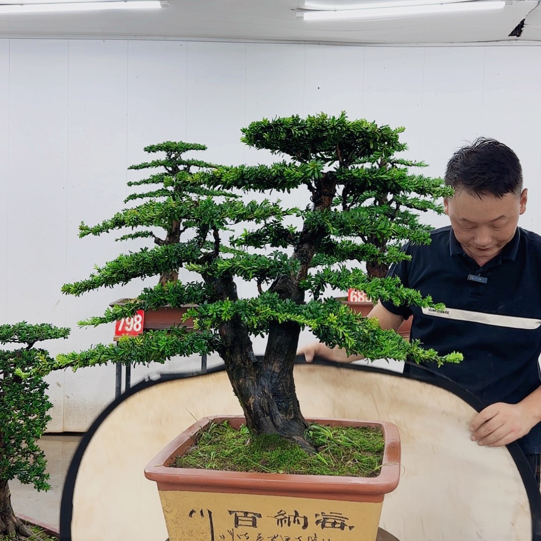梨***凤无花朵盆景制作过程非常