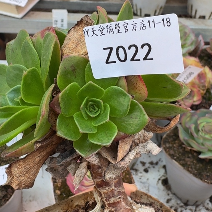 风***丽朱022。莲忆侧芽。   