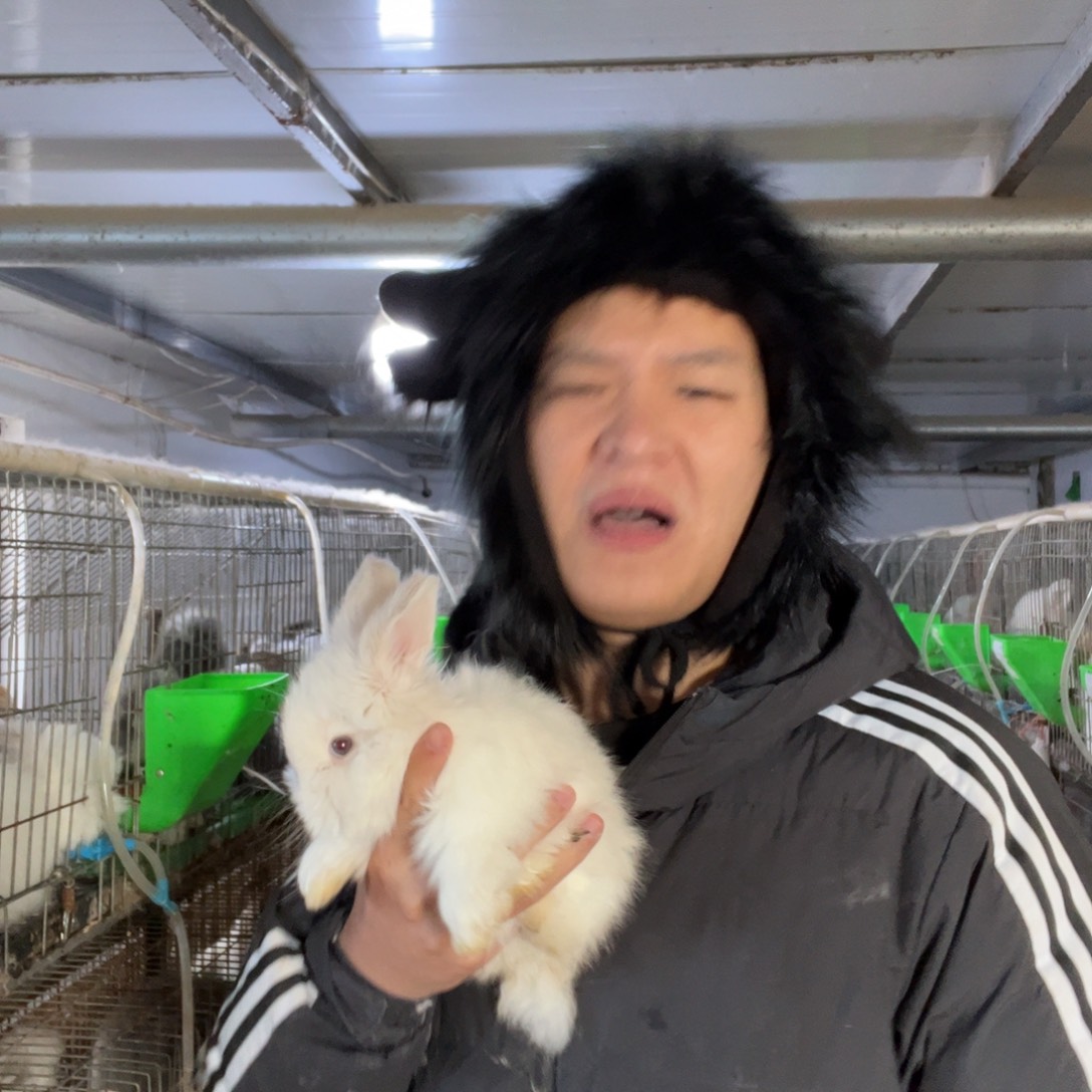 t***咪双血统英系安哥拉兔