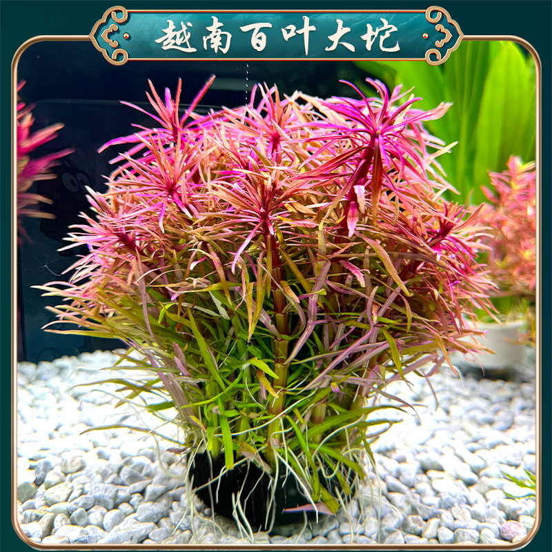 【越南百叶坨草】懒人水草适合新手无需种植沉底入缸成景鱼缸水草