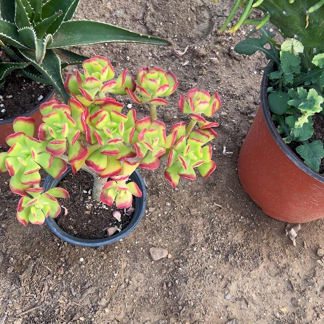 多肉植物达摩宝珠