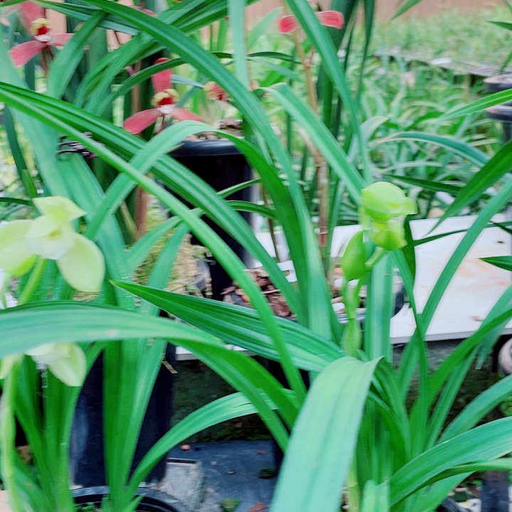 静****完全开放一物一漂亮