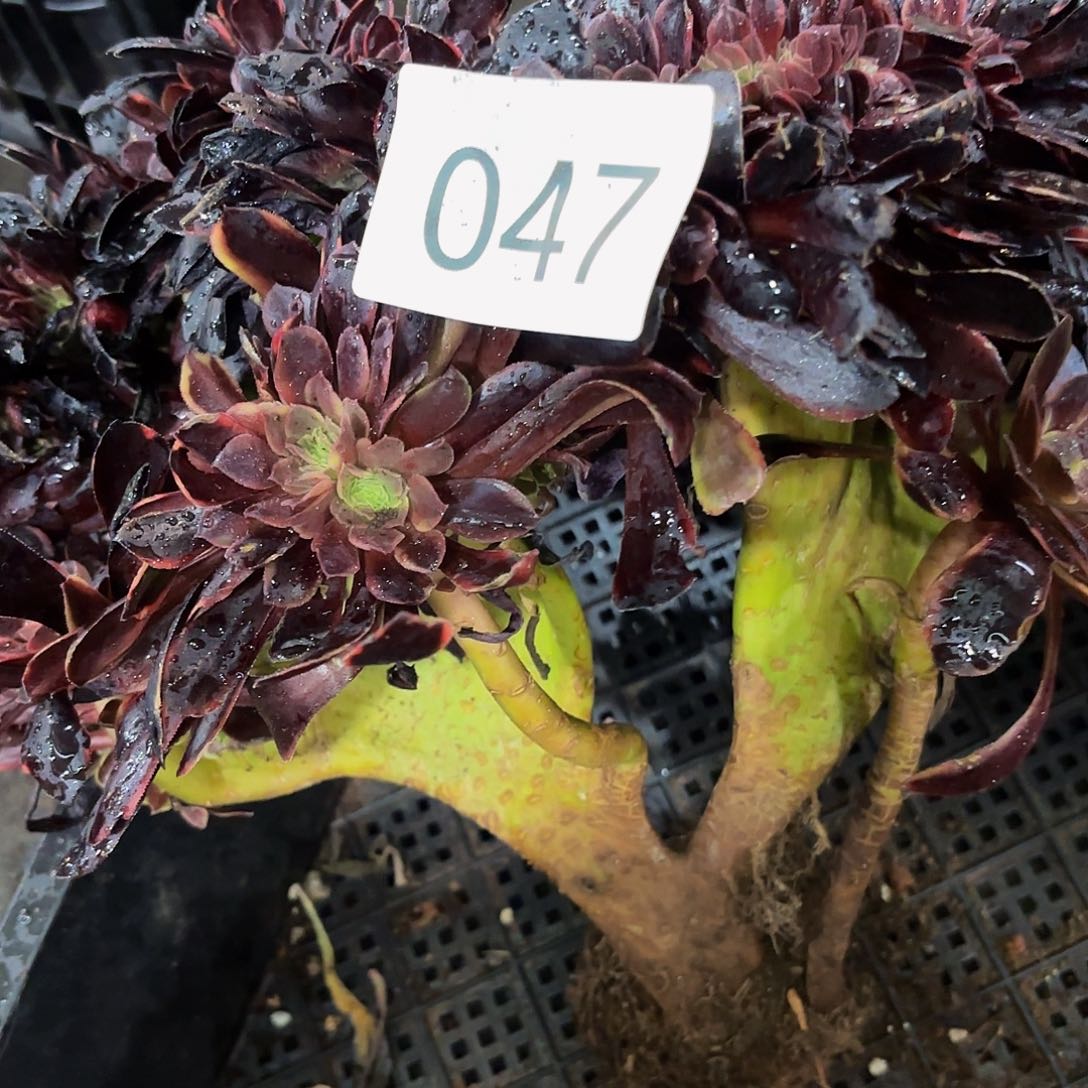 多肉植物福利047