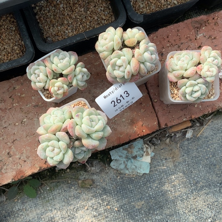 2613四颗带盆冰玉包邮
