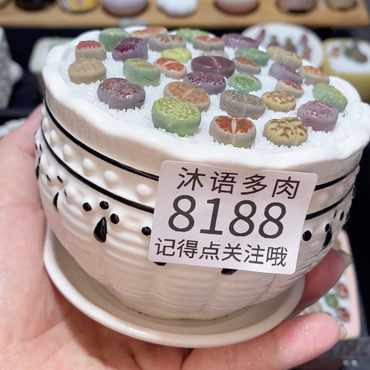 带盆土植物 精美盆栽8188