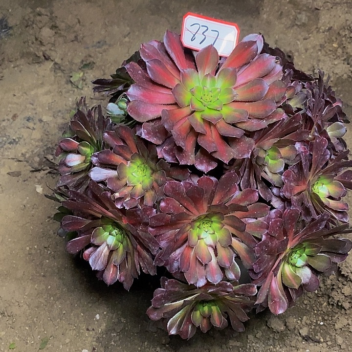 玲***彩虹糖老桩捧花中斑837号