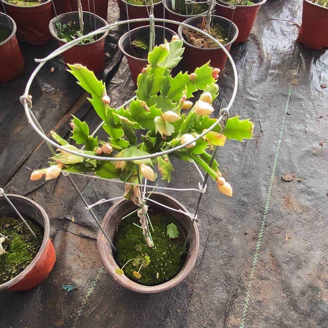 静***心完全开放叶仙嫁接一物一拍