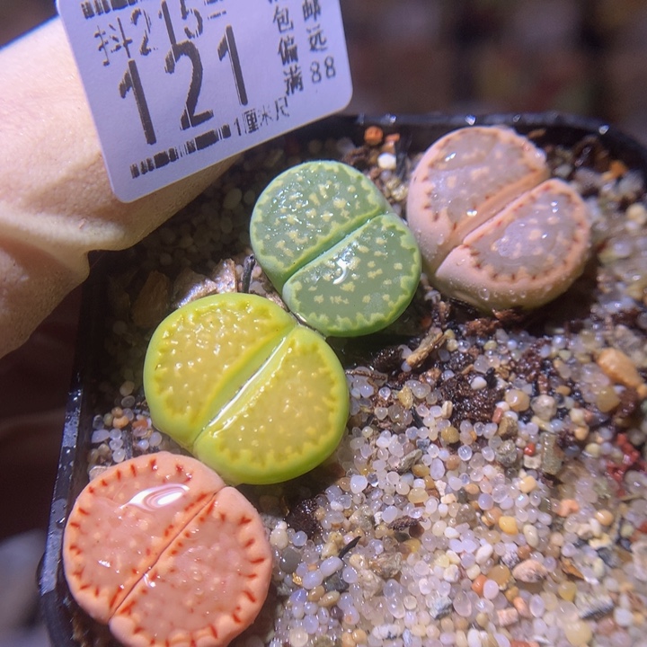 精品生石花215.121