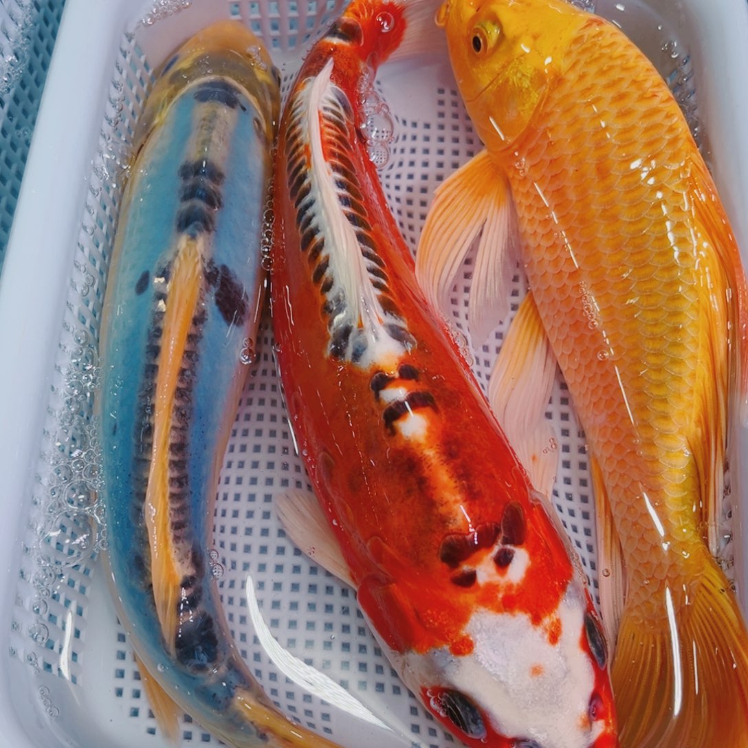 锦鲤锦鲤冷水鱼观赏112