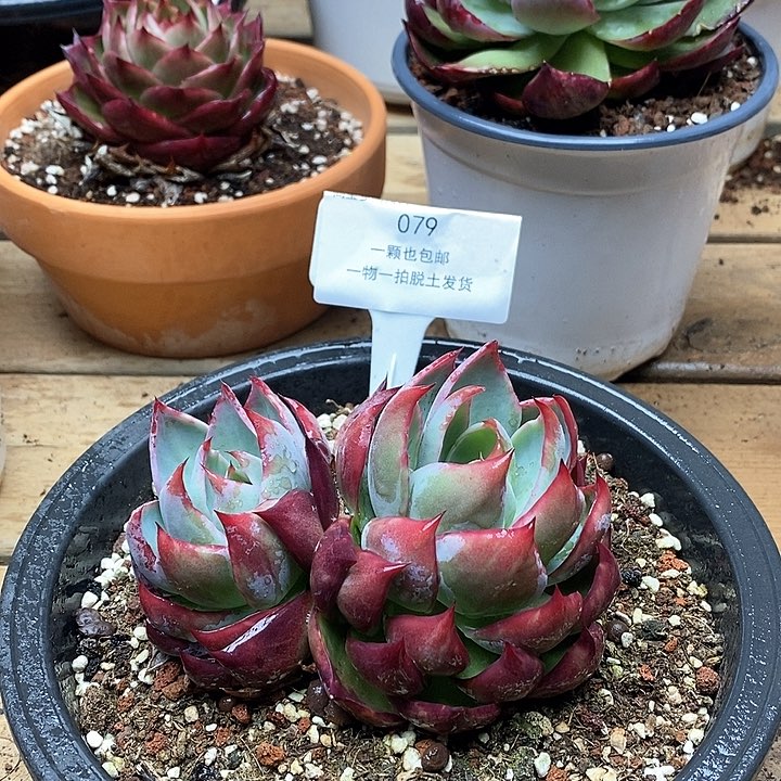 惊鸿仙子双头079