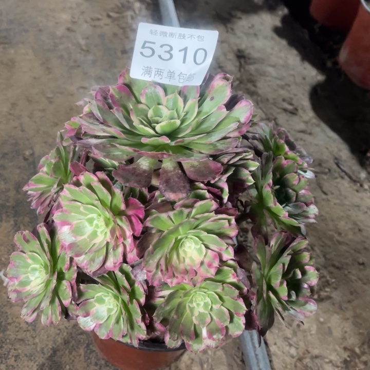 5310霁月的人多肉的