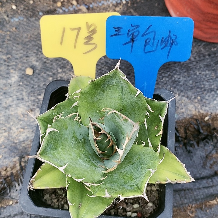 【闪购商品】无花朵龙舌兰蓝肌仁王冠