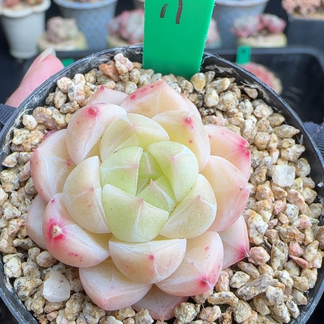 多肉11    糖心    5厘米盆