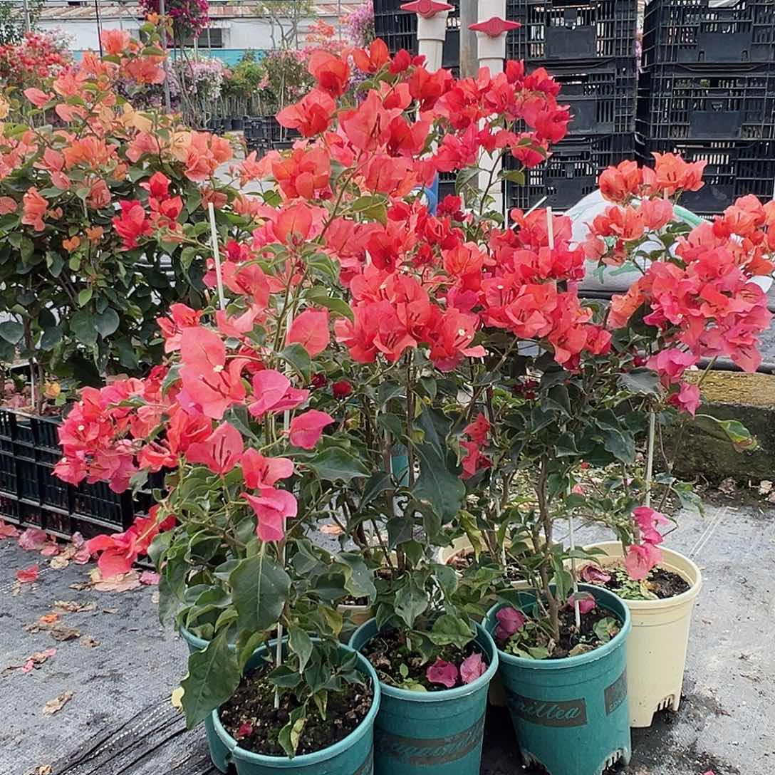 大部分花苞少量开放蒙娜丽沙红日落带竹一颗