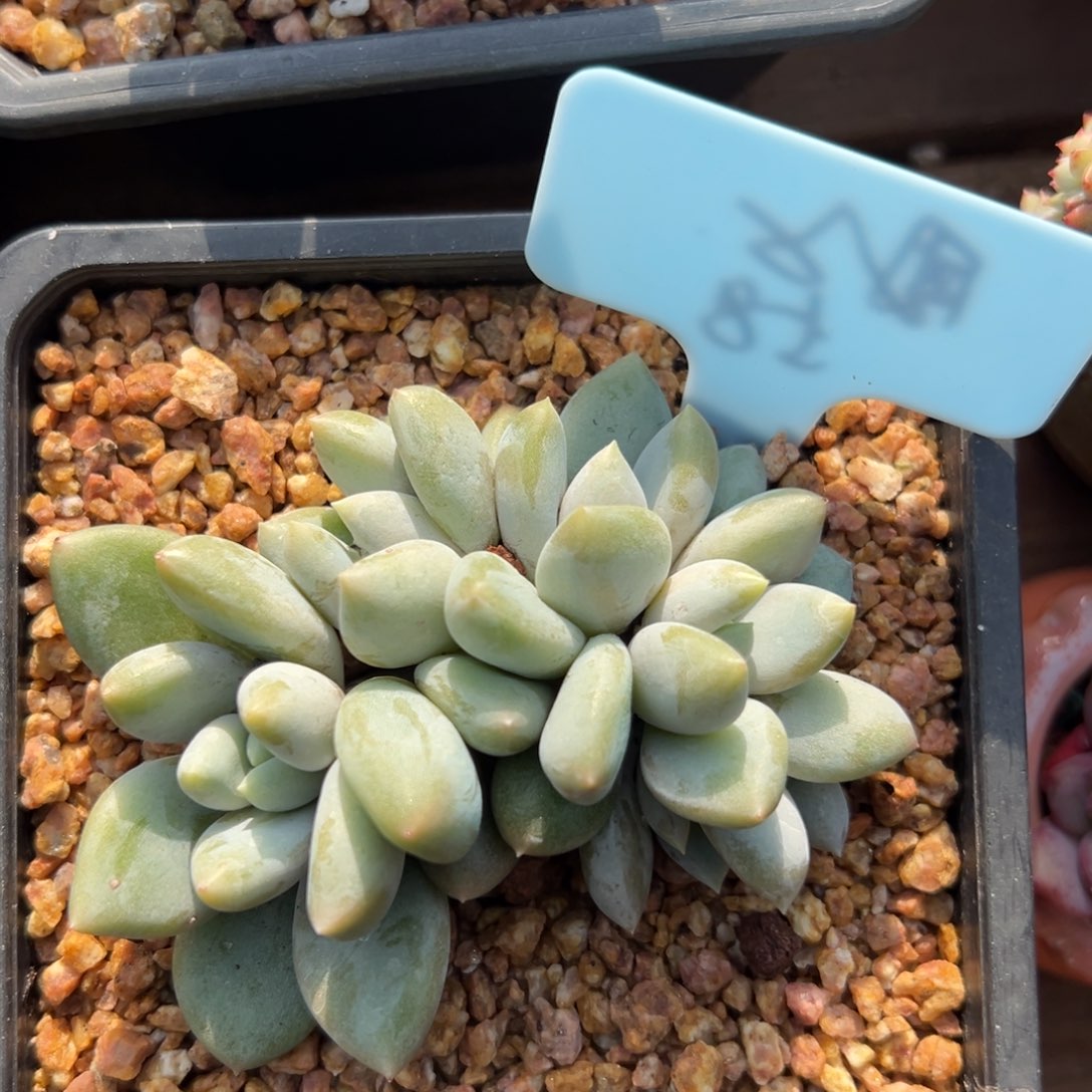 哥特1111111111111111