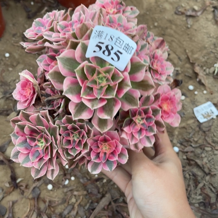 585粉女巫小手捧1