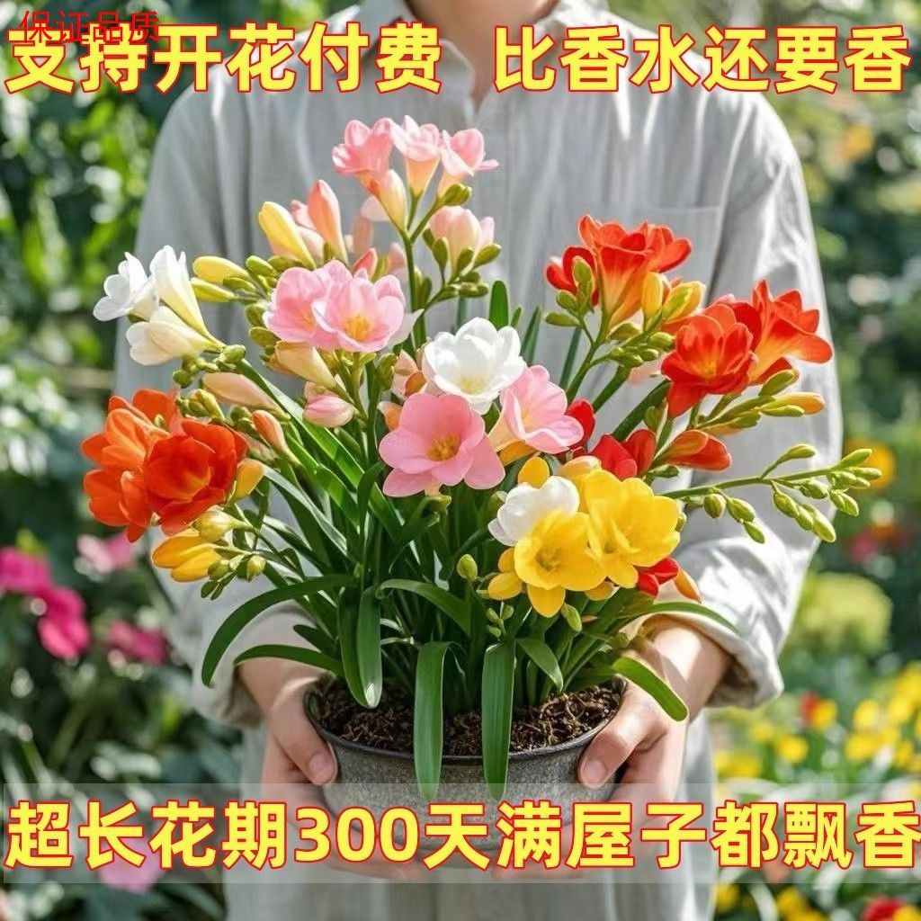 香雪兰两盆两色原盆原土发货