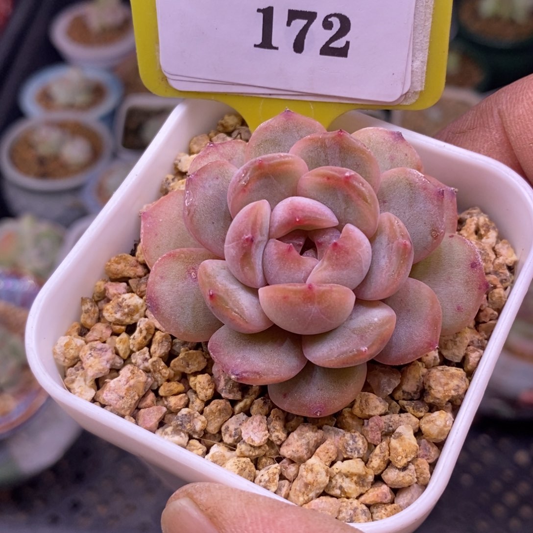 一***.6172红恋单头多肉植物