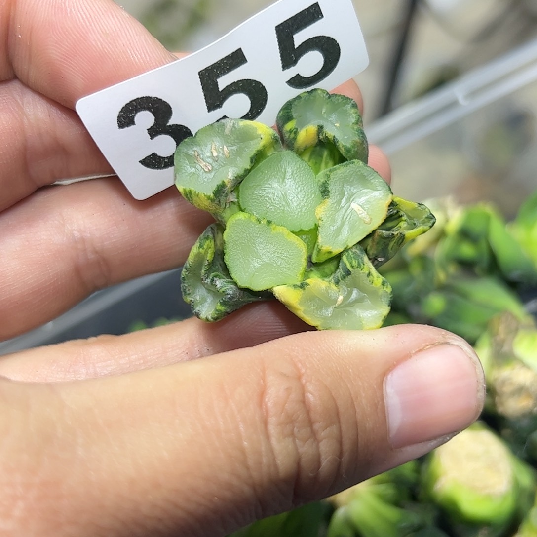 紫镜锦十二卷多肉植物满