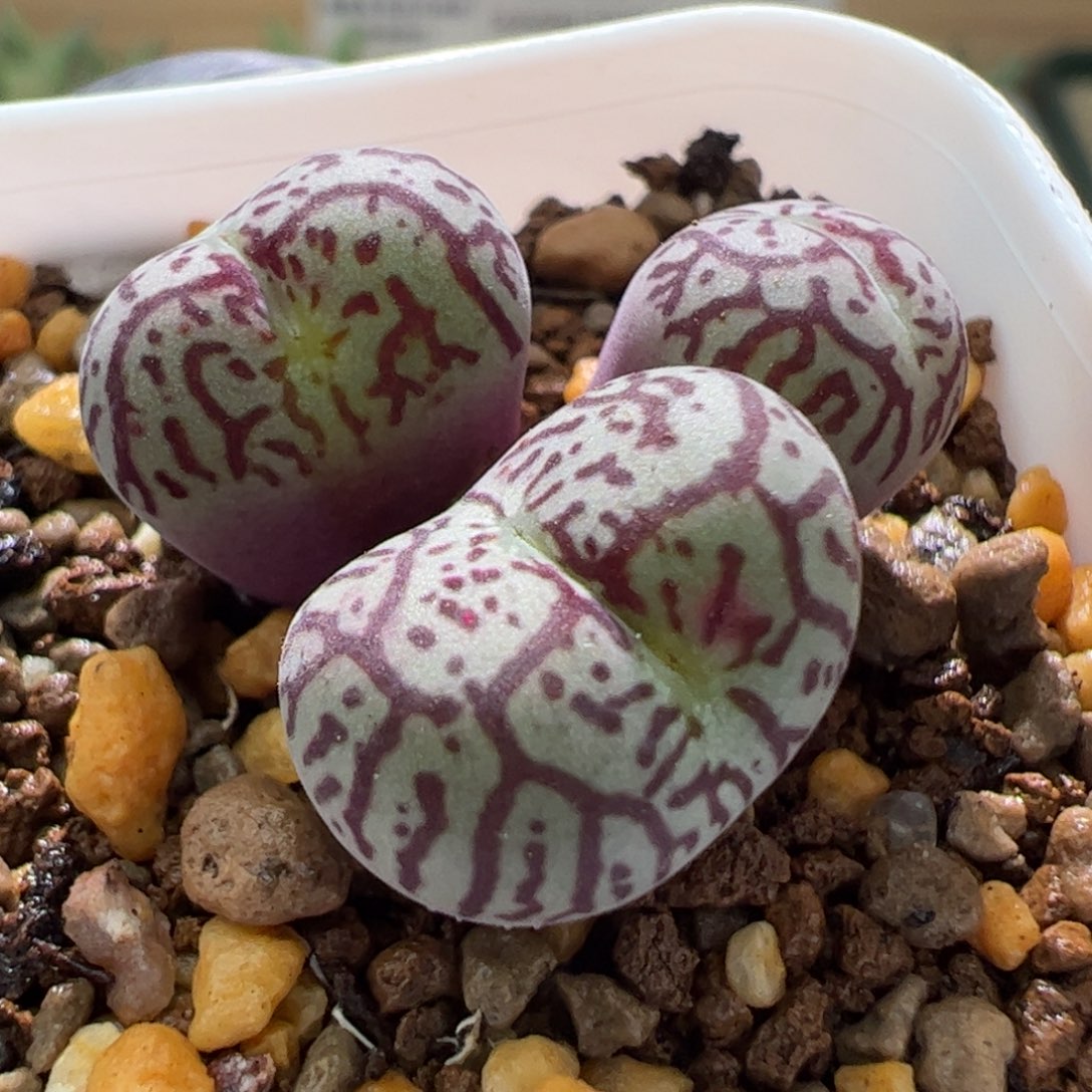 Y661八重默一颗786。