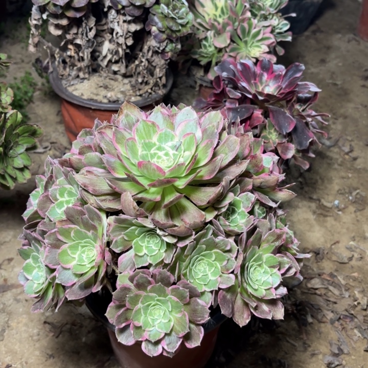 多肉植物法师万花筒15