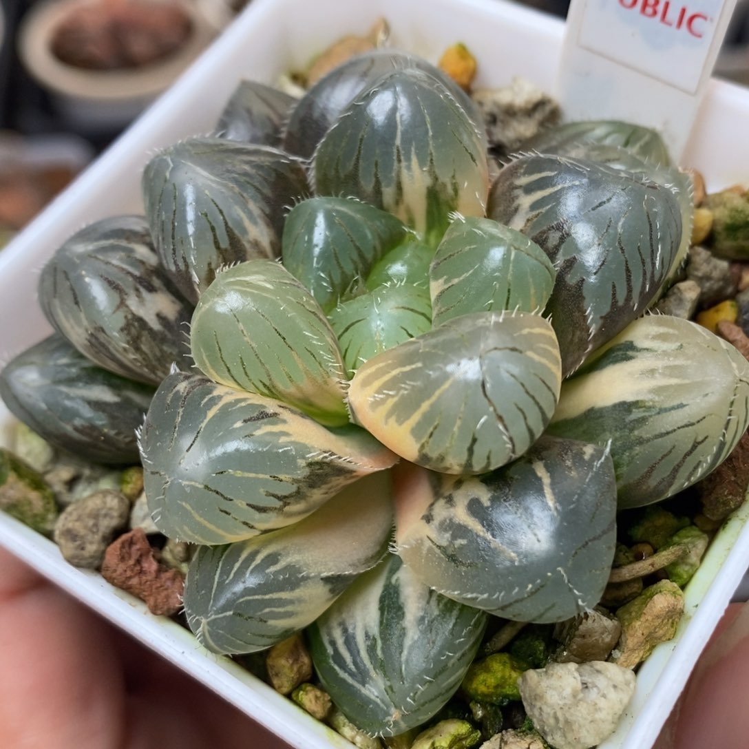 223巨大赤线玉露锦一物一拍