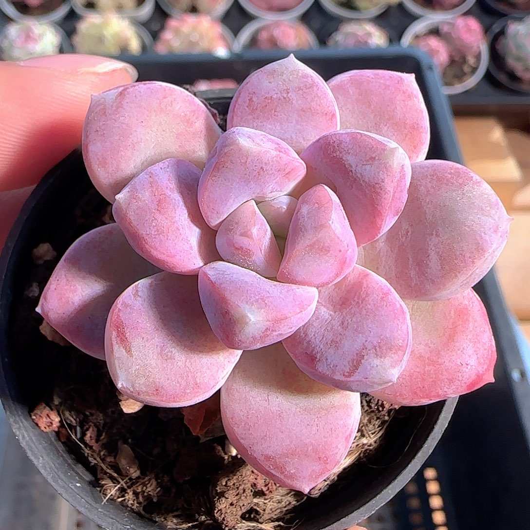 多肉1210-165福利