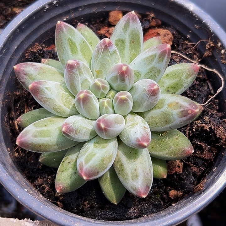 1颗美人系列多肉植物